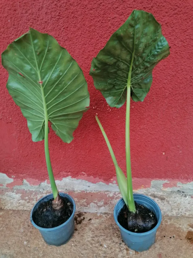 ALOCASIAS