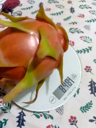 Pitahaya Autopolinizante Vietnam Red Royal