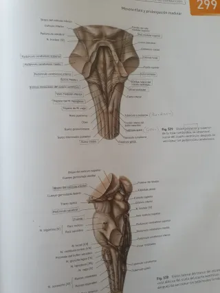 Atlas de Anatomia Humana 2 Tomos Con CD 21b: Ed...