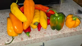 Semillas de pimientos variados