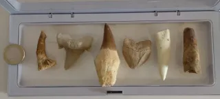 Dientes Fósiles Dinosaurios Cretácico