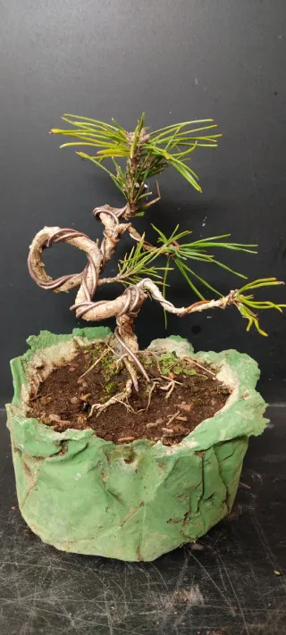 Bonsái Pino Sylvestris