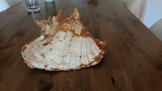 Caracola Reina Rosa Grande