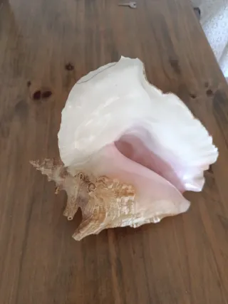 Caracola Reina Rosa Grande