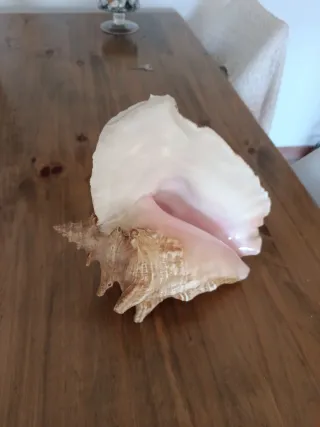 Caracola Reina Rosa Grande