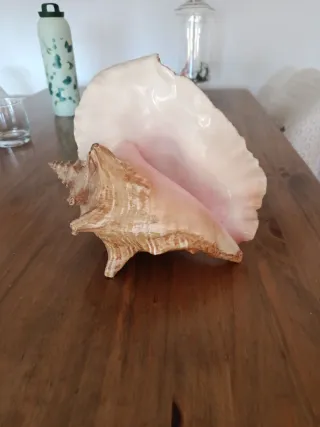 Caracola Reina Rosa Grande