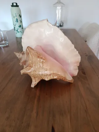 Caracola Reina Rosa Grande