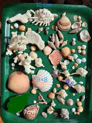 Conchas y coral para acuario