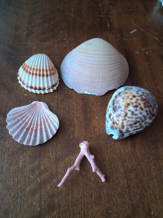 Conchas y coral para acuario