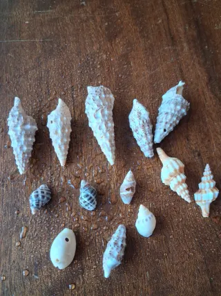 Conchas y coral para acuario