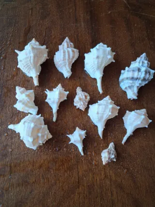 Conchas y coral para acuario