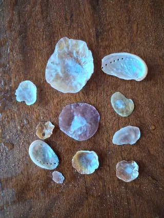 Conchas y coral para acuario