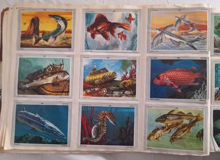 Álbum Vida y Color 3 con 205 cromos