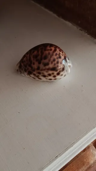 Lote de caracolas marinas