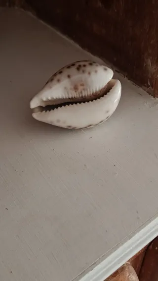 Lote de caracolas marinas