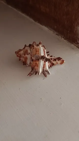 Lote de caracolas marinas