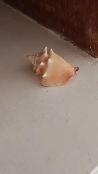 Lote de caracolas marinas