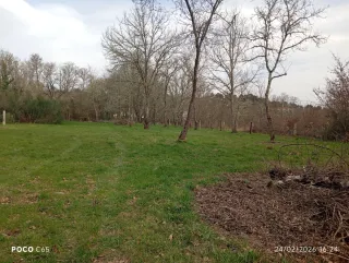 4 Robles para leña 150€