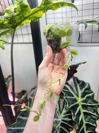 Dischidia Pectinoides 1