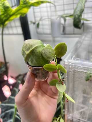 Dischidia Pectinoides 1