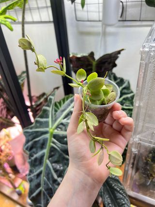 Dischidia Pectinoides 2