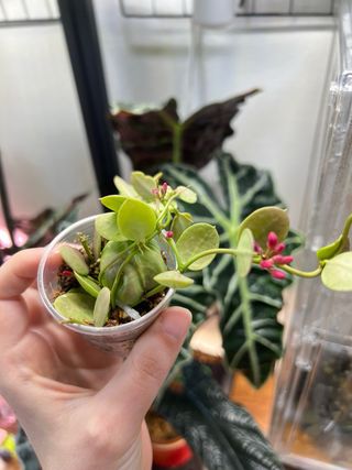 Dischidia Pectinoides 2