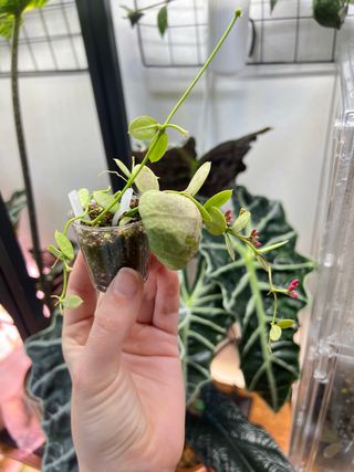 Dischidia Pectinoides 3