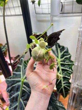 Dischidia Pectinoides 3