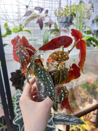 Begonia Maculata 1
