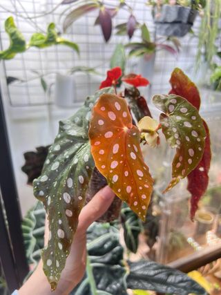 Begonia Maculata 2