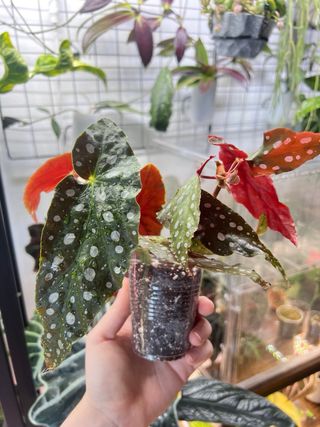 Begonia Maculata 2