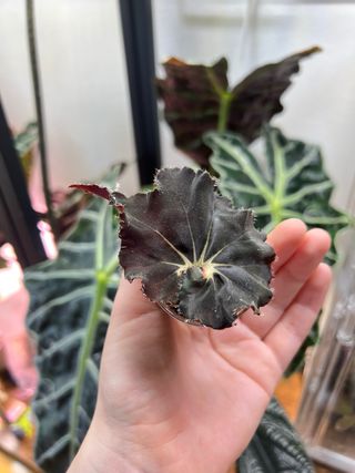 Begonia Black Mambo