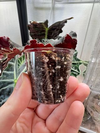 Begonia Black Mambo