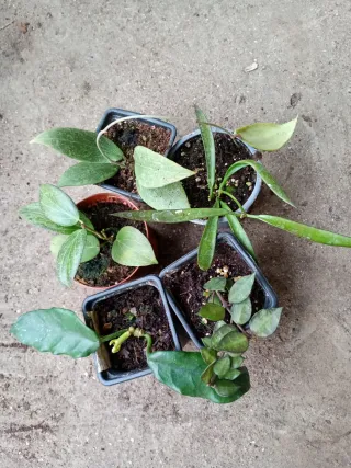 Lote 5 hoya cada lote 30