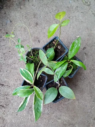 Lote 5 hoya cada lote 30