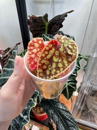 Begonia Chlorosticta