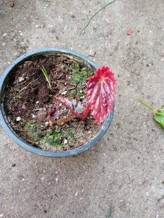 Begonia