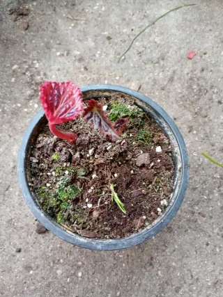 Begonia