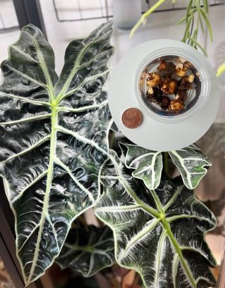 Cormo Alocasia Polly