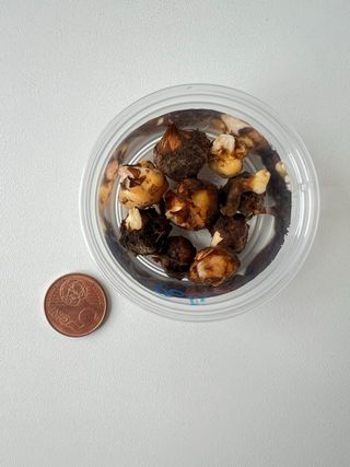 Cormo Alocasia Polly