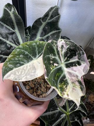 Cormo Alocasia Black Velvet Pink/Albo 1