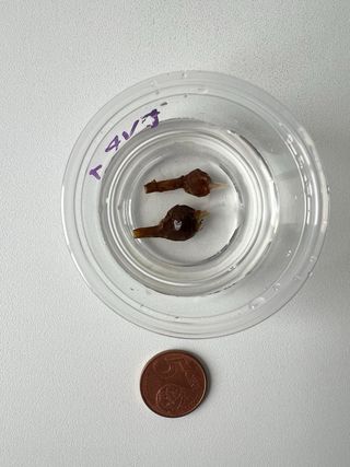 Cormo Alocasia Black Velvet Pink/Albo 1