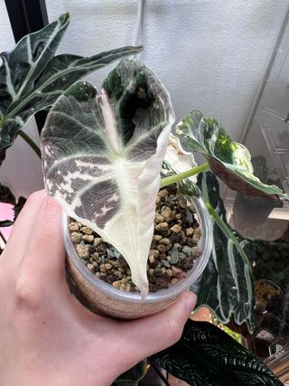 Alocasia Black Velvet Pink/Albo Cormo 2