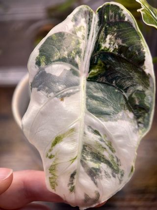 Cormo Alocasia Azlanii Albo/Pink