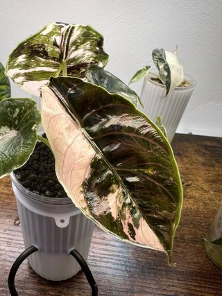 Cormo Alocasia Azlanii Albo/Pink