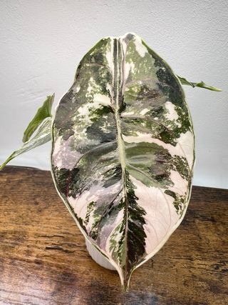 Cormo Alocasia Azlanii Albo/Pink