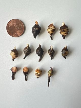 Cormo Alocasia Azlanii Albo/Pink