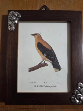 Cornice con disegno uccello