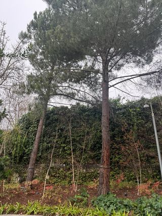 Podas en altura y mantenimientos de jardines