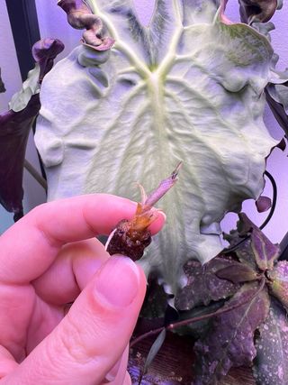 Cormo Alocasia Venom
